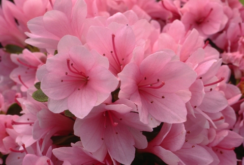 flower13.jpg