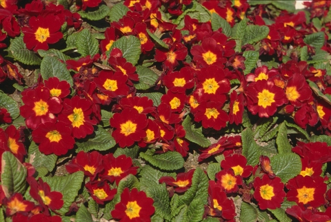 flower14.jpg