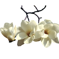 magnolia.jpg