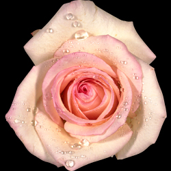 rose_white_01.jpg