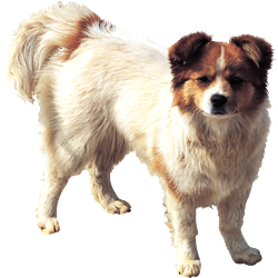 dog_02.jpg