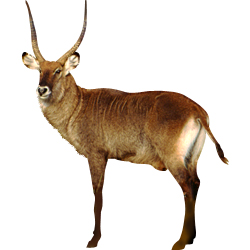 goat_02.jpg